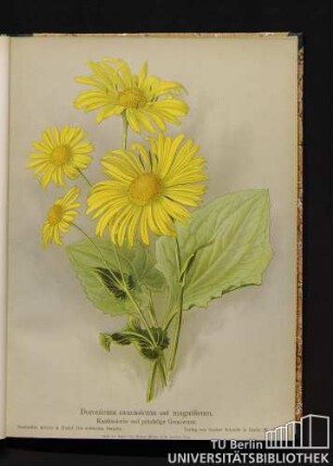 Doronicum caucasicum und magnificum. Kaukasische und prächtige Gemswurz.