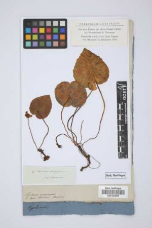 Cyclamen europaeum