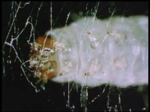 Development of the Flour Moth Ephestia kuehniella