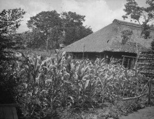 Haus in Yamanakako-mura : Ansicht mit Maisfeld