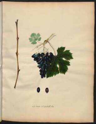 7. Le raisin dit Geisdutte bleu