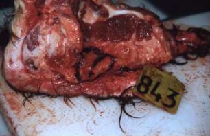 Fotografie: Tieridentifikation, Transponder, Implantat