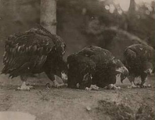 Seeadler (Haliaeetus albicilla L.), dem Horst entnommene Jungvögel