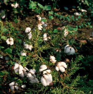 Erntereife Baumwollstauden bei Almyros, Thessalien