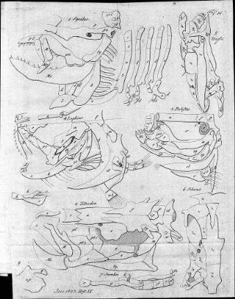 Tafel 14 zu Isis Heft IX. 1823