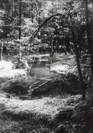 Quellgebiet des Donoperteiches. Sammlung Pecher