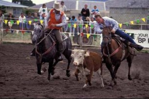 Australien. Rodeo