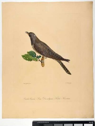 Cuculus Canorus. Linn. Der aschgraue Kukuk. Hornotinus. - Kuckuck. Cuculus canorus; hornotinus. - Zeichner: Ambrosius Gabler; Stecher: Johann Carl Bock