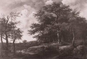 Waldweg am Sumpfe