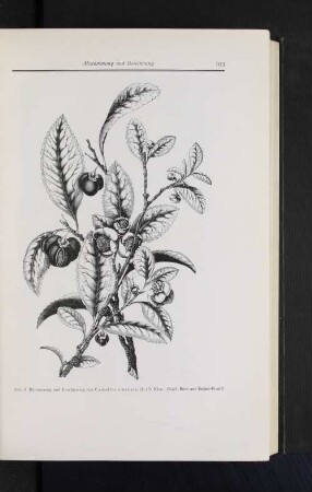 Abb. 2 Blütenzweig und Fruchtzweig von Camellia sinensis. (L.) O. Ktze. (Nach Rein aus Engler-Prantl)