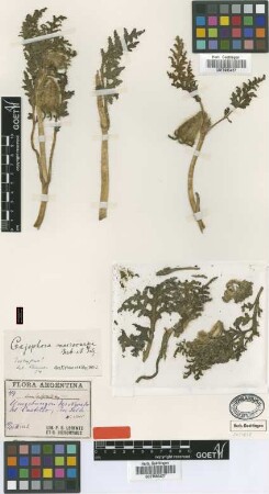 Caiophora macrocarpa Urb. & Gilg [isotype]