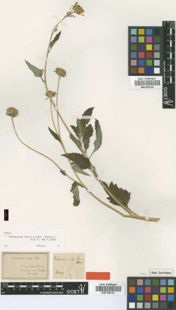 Verbesina scabra Phil. [type]