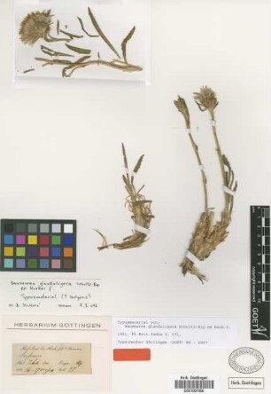 Saussurea glanduligera Sch.Bip. ex Hook.f. [type]