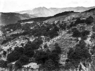 Vegetation am Hornillo : Blick auf ein Gebirge mit Vegetation