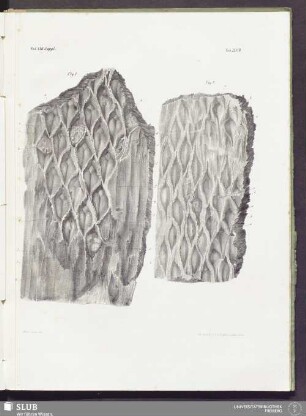 Tab XXXVII