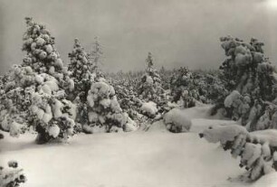 Osterzgebirge. Verschneite Fichten am Rand des Georgenfelder Hochmoores