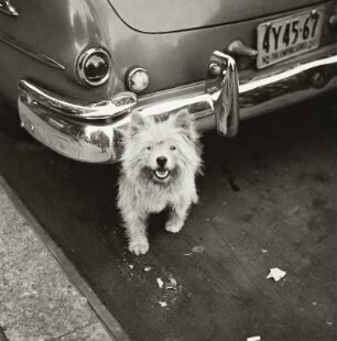 Hund in Greenwich Village