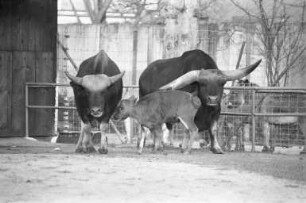 Nachwuchs bei den Gayal-Rindern im Karlsruher Zoo