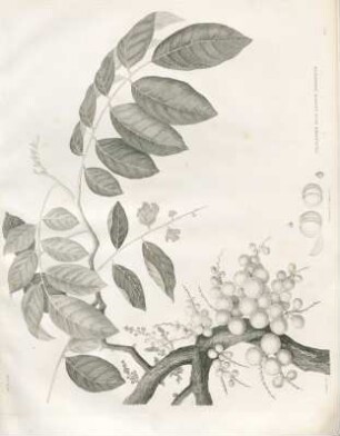 The Lanseh fruit, Lansium domesticum