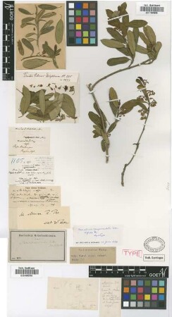 Marsdenia campanulata Griseb. var. Griseb. bifida[syntype]