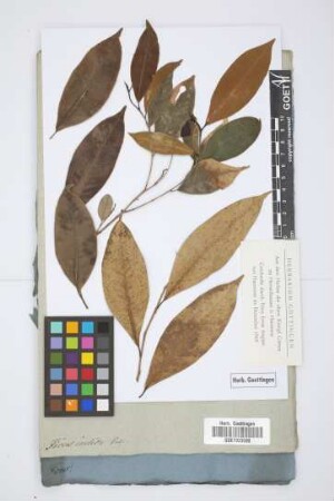 Ficus indica Vahl.