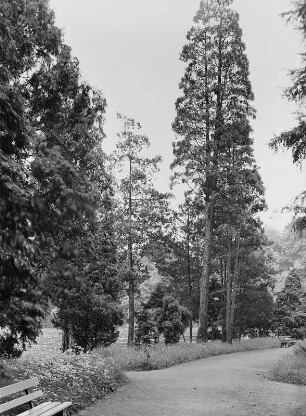 Dresden. Botanischer Garten, Arboretum : Dresden-Altstadt, Botanischer Garten. Arboretum, Wegausschnitt mit Laub- und Nadelbäumen wie Flußzeder (Calocedrus decurrens Florin)