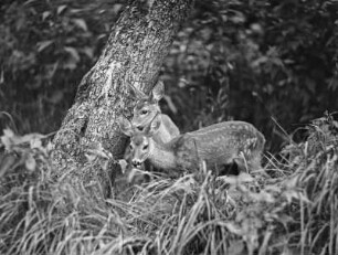 Rehe. Zwei Jungtiere