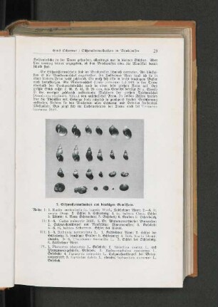 2. Süßwassermollusken aus brackigen Gewässern.