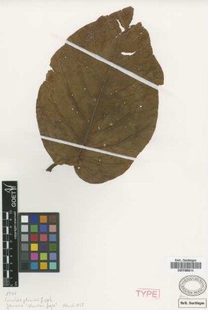 Coccoloba plumieri Griseb. [type]