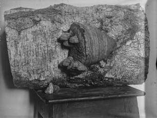 Zunderschwamm : Ein Zunderschwamm (Fomes fomentarius Fries), Geotropismus an Pilzen.