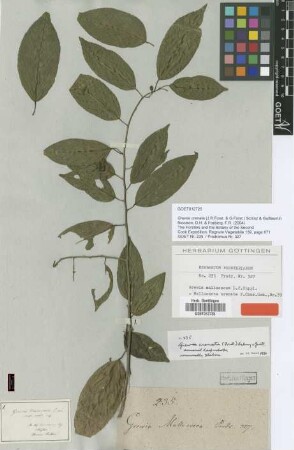 Mallococca crenata J.R.Forst. & G.Forst. [type]