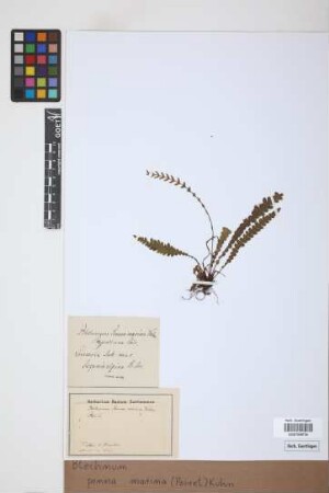 Blechnum penna-marina (Poir.) Kuhn