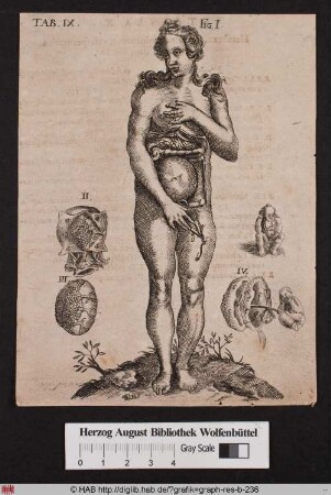Anatomische Darstellung einer schwangeren Frau und Detailansichten von Organen.