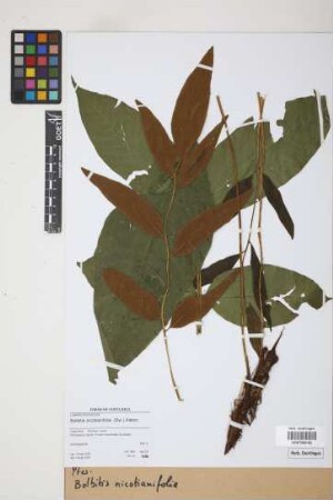 Bolbitis nicotianifolia Alston, 1932