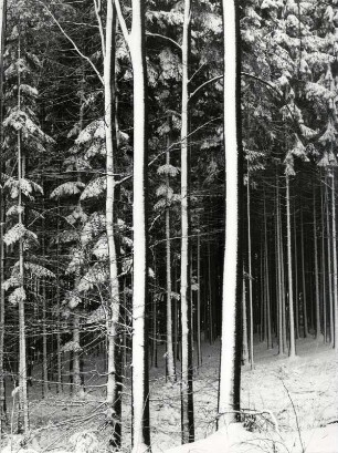Blick in den winterlichen Wald