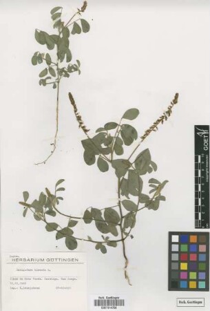 Indigofera hirsuta L.