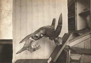 Wisent oder Europäische Bison (Bison bonasus). Schädel von der Seite. Zittau: Heimatmuseum 4042
