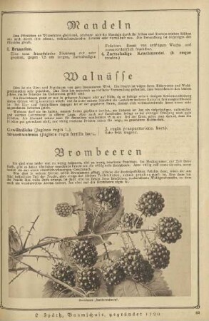Brombeeren