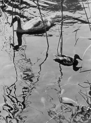 Hamburg-St. Pauli. Planten un Blomen. Enten und Schwäne auf einem Teich