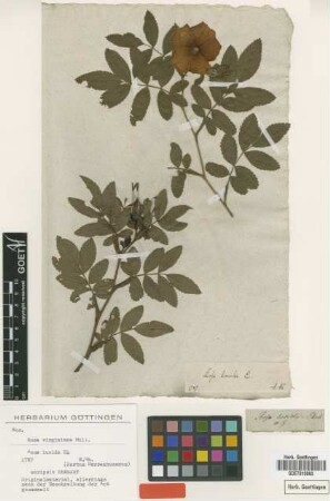 Rosa lucida Ehrh. [type]