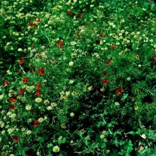 Kreta, Aptera. Blühende Adonisröschen auf dem Plateau
