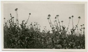 Silybum Marianum. Tillar van Kapernaum. [???, Kafarnaum]