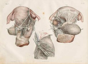 Die Nerven des Uterus in verschiedenen Schwangerschaftsphasen