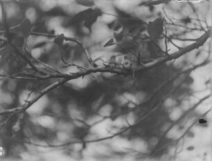 Siebenschläfer : Siebenschläfer (Glis glis Linnaeus).