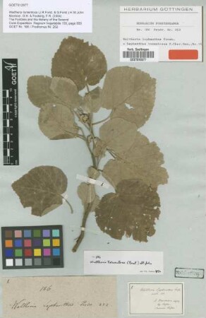 Lophanthus tomentosa J.R.Forst. & G.Forst. [type]