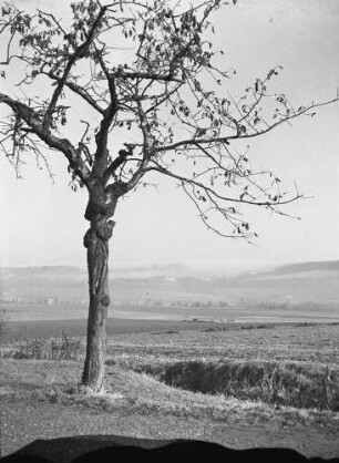 Cotta. Blick von Cotta über das Gottleubatal auf Langenhennersdorf