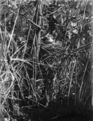 Neuntöter : Rotrückenwürger oder Neuntöter (Lanius collurio L.), Weibchen beim Brüten in einer Erle.