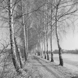 Landschaftsbild. Frühling im Spreewald. Leiper Weg. Heuschober. Die Wiesen sind überschwemmt. : Wobraz krajiny. Nalěćo w Błótach. Puć w Lipjem. Kopjena (Stogi). Łuki su přepławjene.