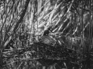 Haubentaucher : Haubentaucher (Podiceps cristatus Linnaeus) beim Brüten.