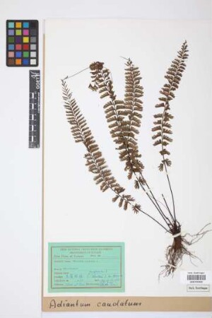 Adiantum caudatum L.
